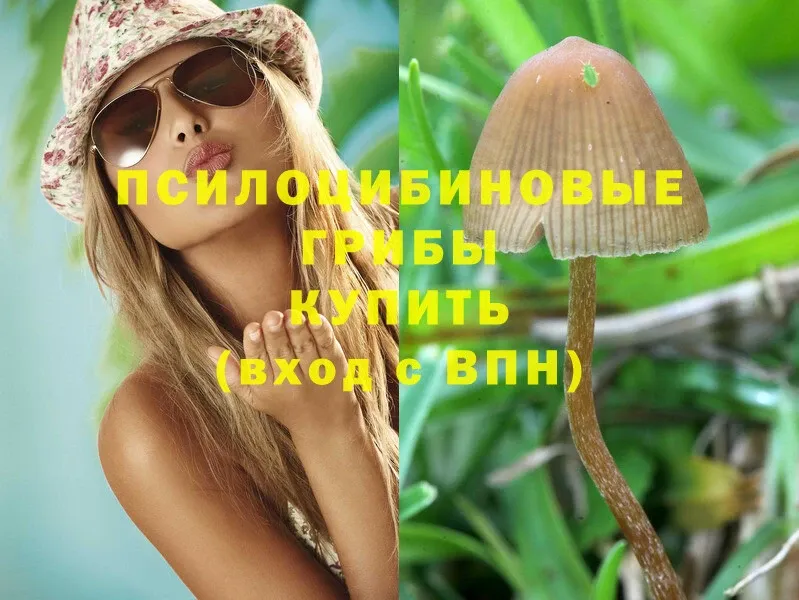 Псилоцибиновые грибы Cubensis  даркнет сайт  Карпинск 